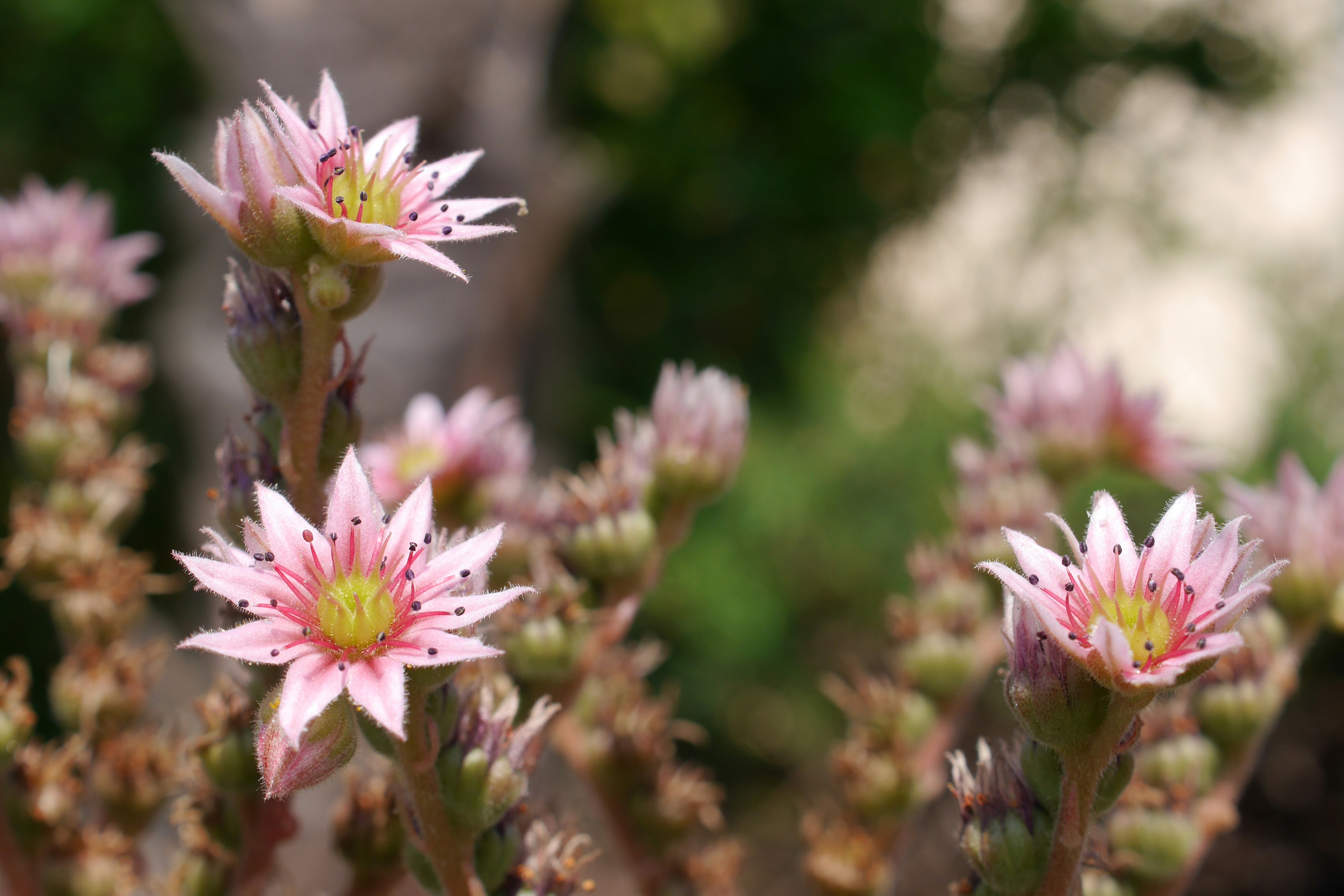 pink and white flower in tilt shift lens