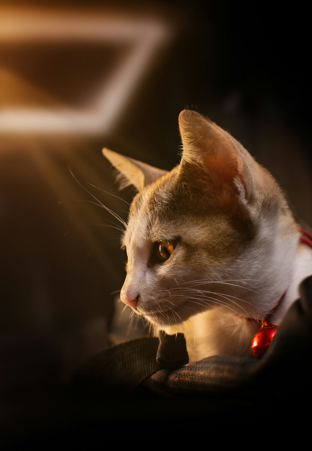 white and brown cat with red collar