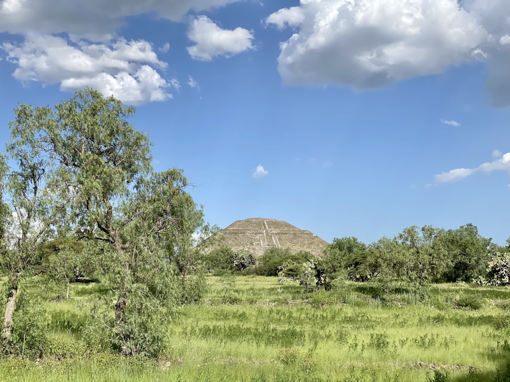 árboles verdes en un campo de hierba verde bajo el cielo azul durante el día