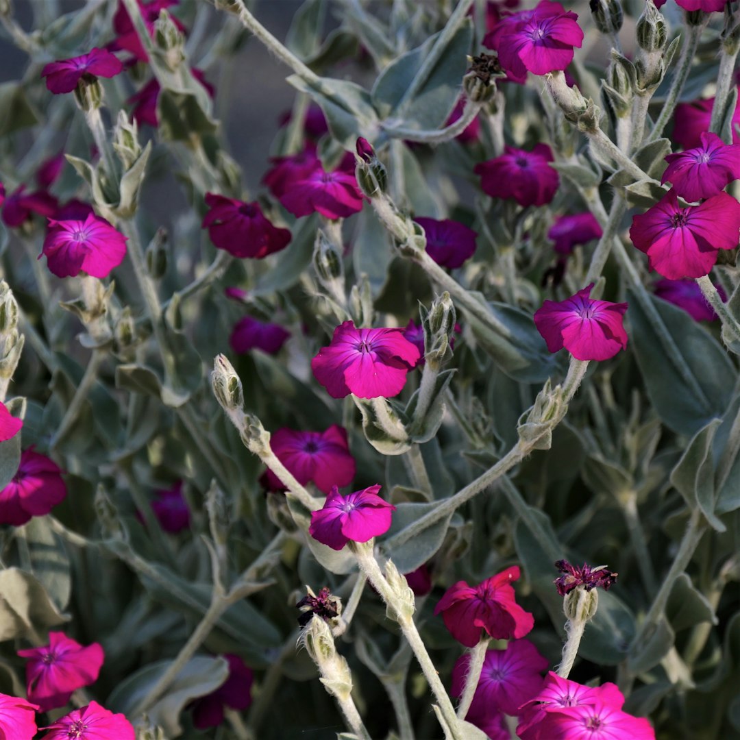 purple flowers in tilt shift lens