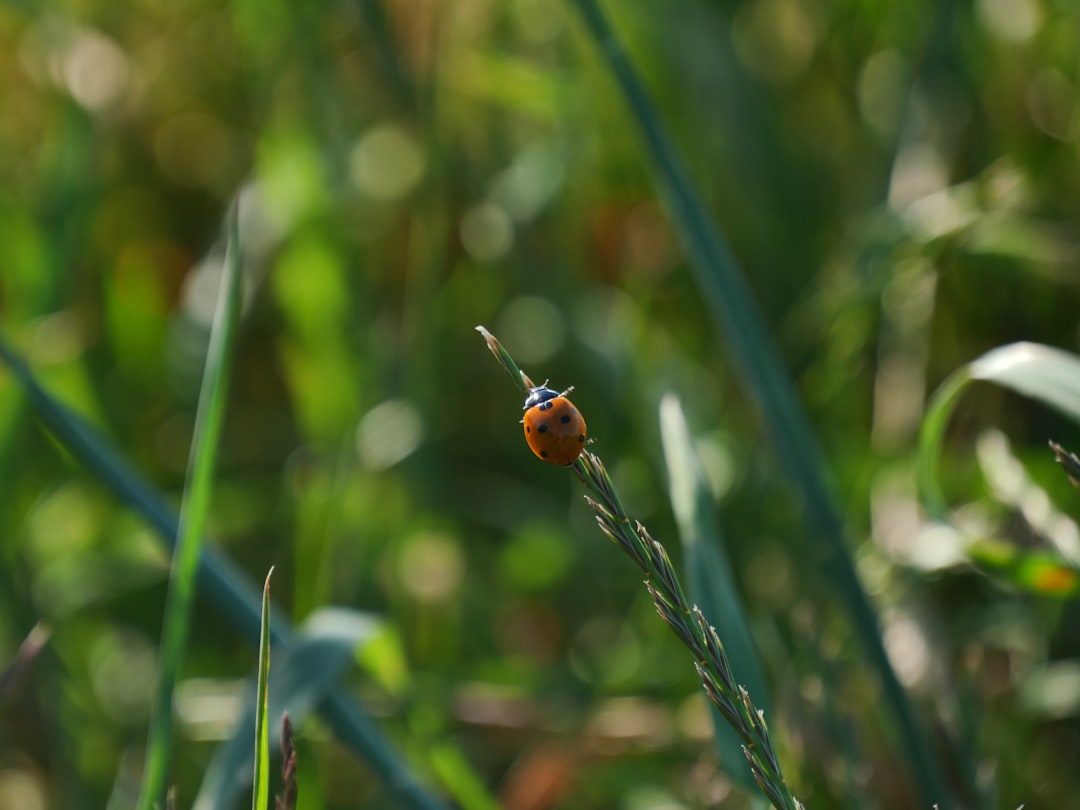 orange ladybug perched on green plant during daytime