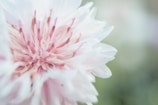 A close-up of a flower with delicate petals.