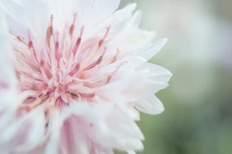 A close-up of a flower with soft focus and delicate colors.