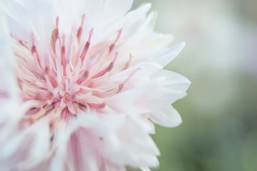 A close-up of a flower with soft focus and delicate colors.