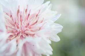 A close-up of a flower with delicate petals.
