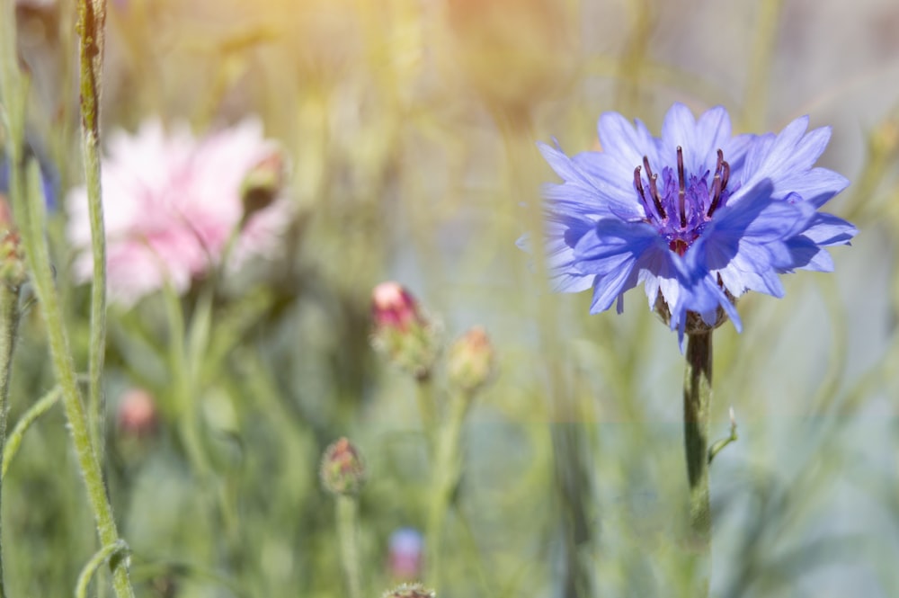 purple flower in tilt shift lens