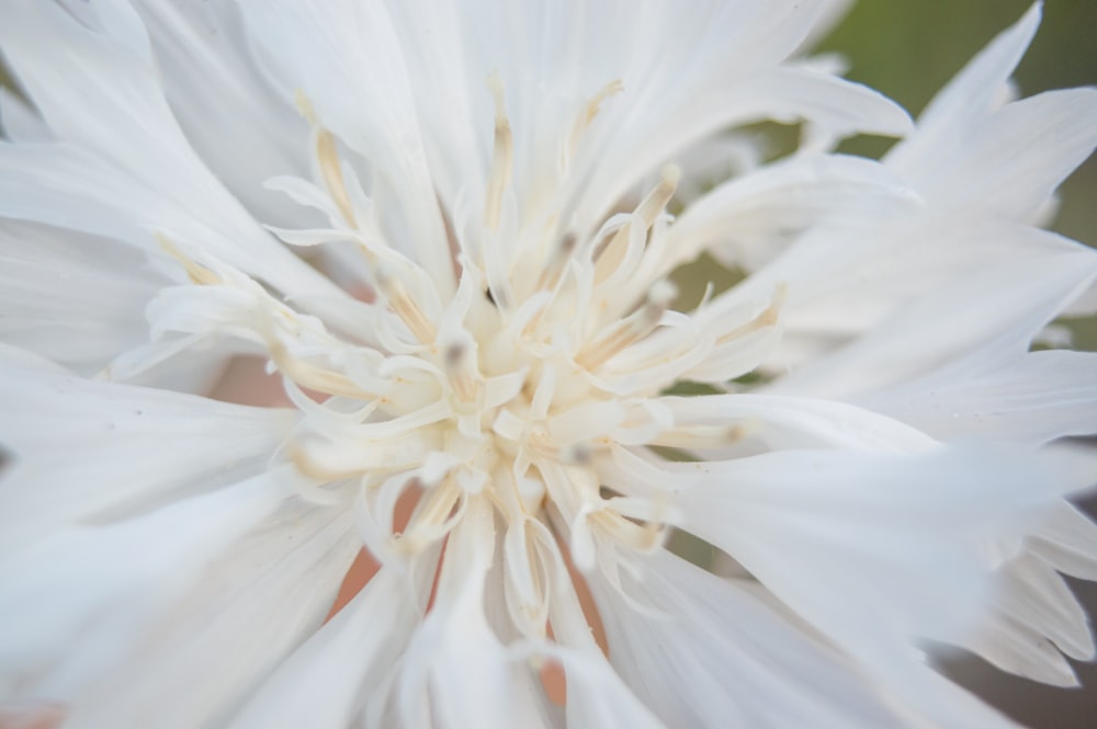 white flower in macro lens