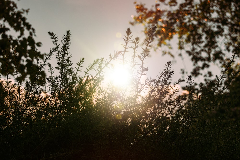 green trees under sunny sky