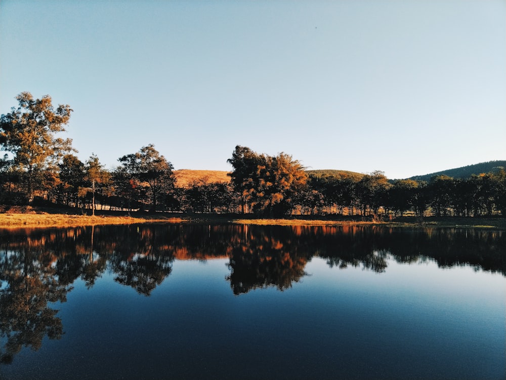 green trees near lake during daytime