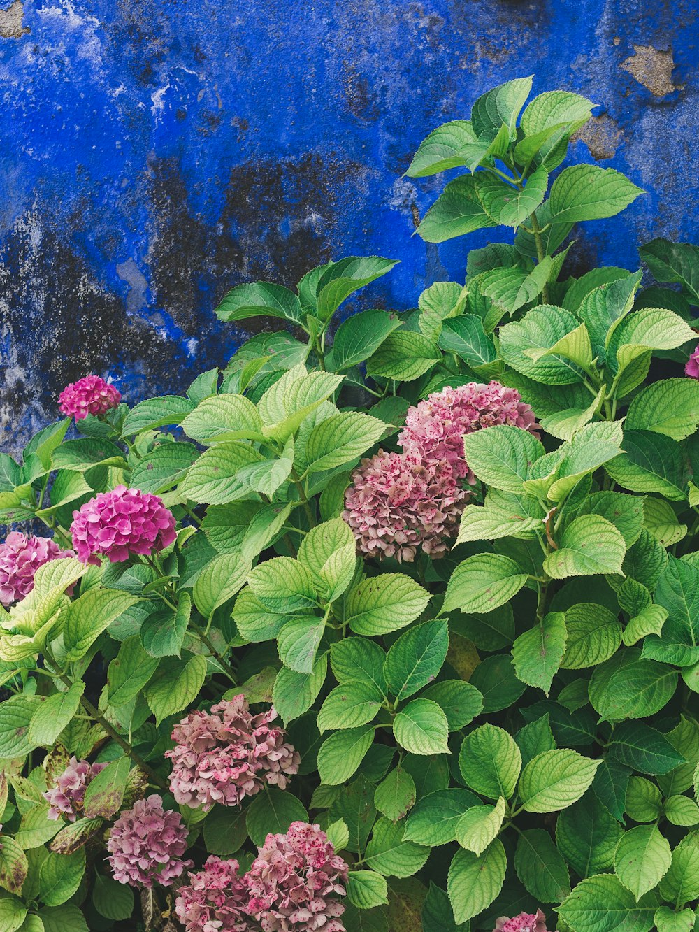 pink flowers with green leaves