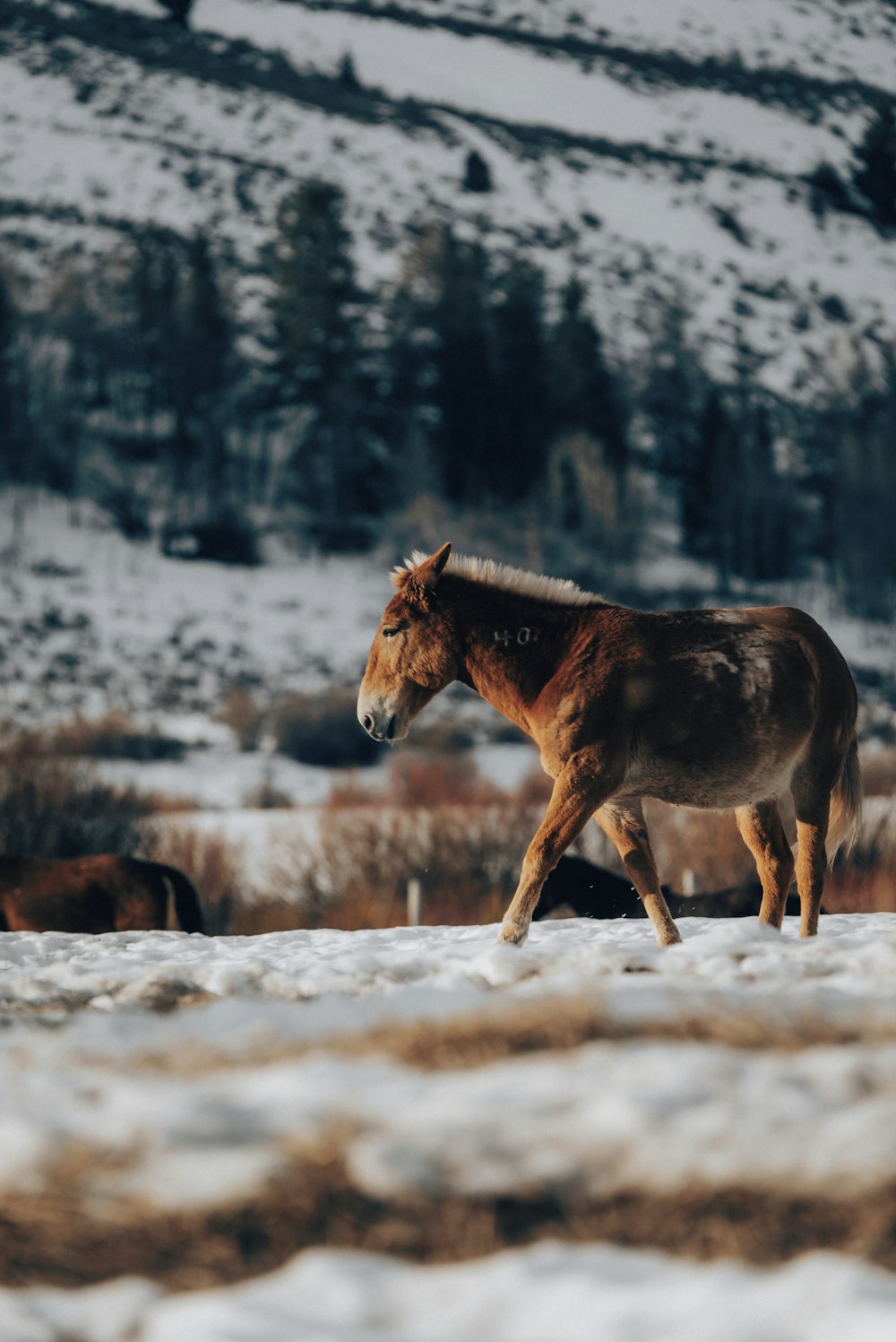 brown horse on snow covered ground during daytime