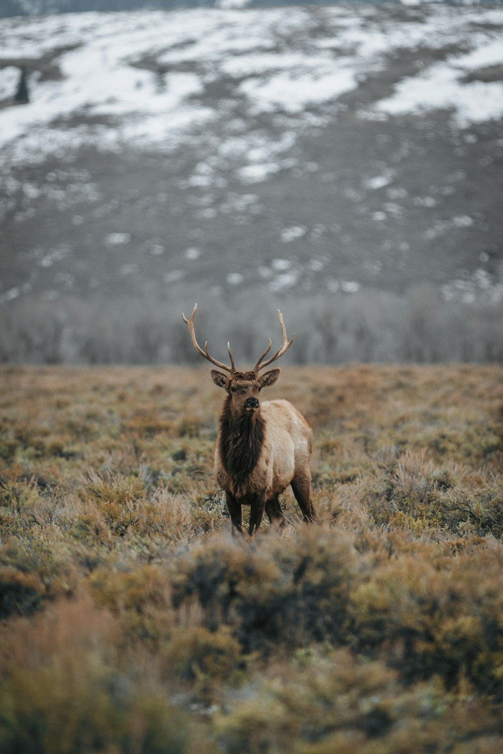 Cerf brun sur un champ d’herbe verte pendant la journée