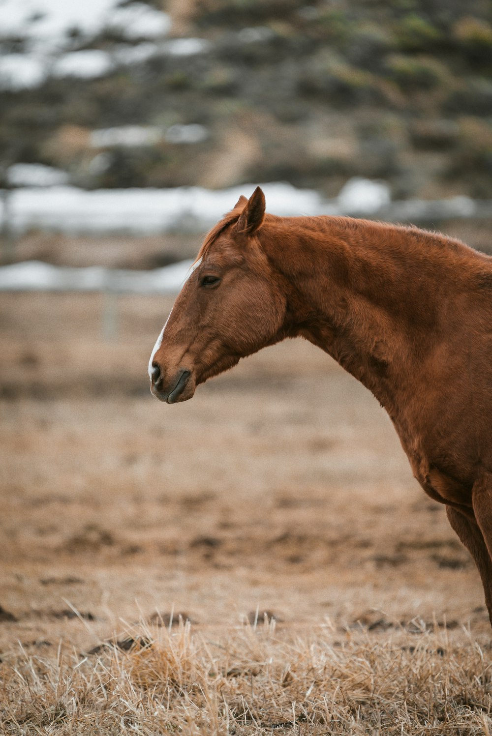 brown horse on brown field during daytime