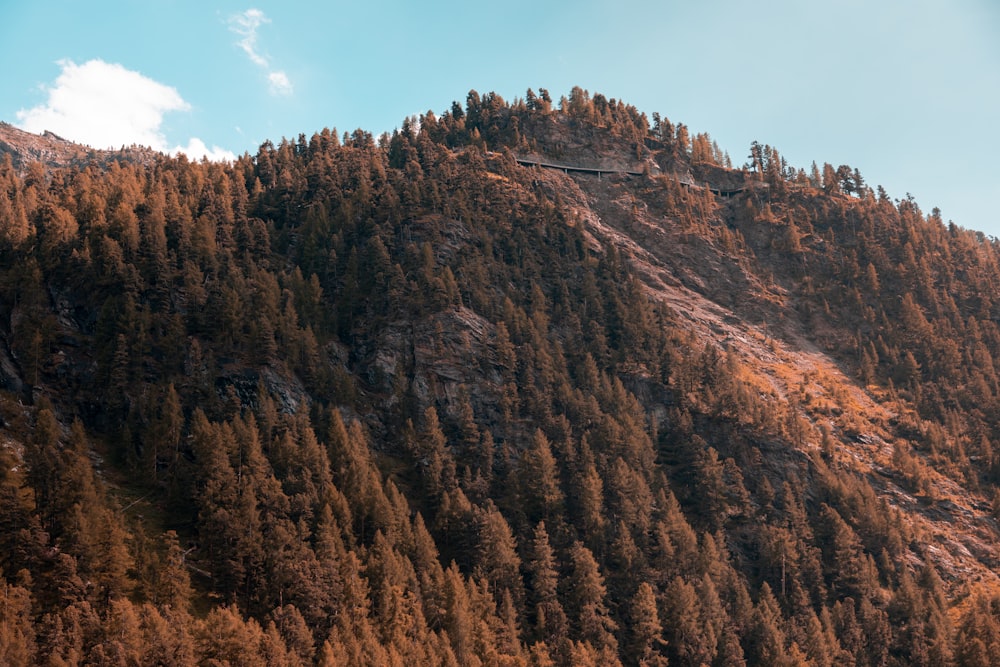 brown and green trees on brown mountain under blue sky during daytime