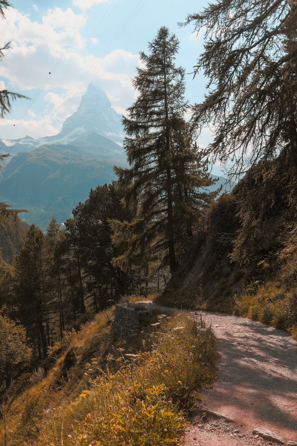 green trees on mountain during daytime