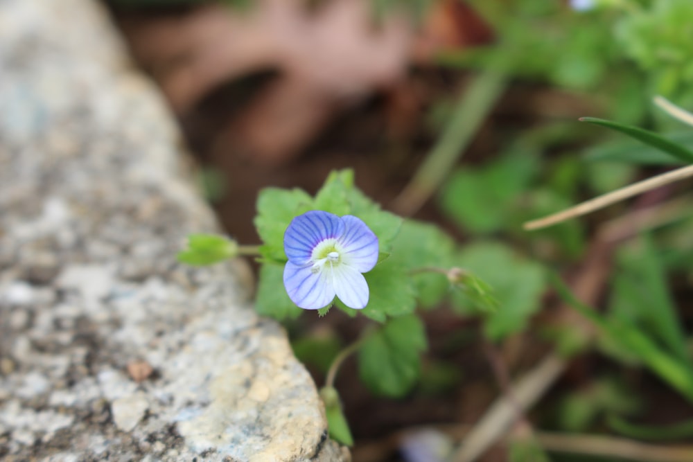 purple flower in tilt shift lens