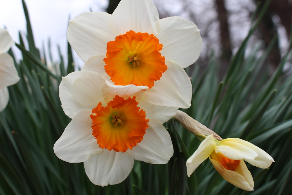 white and orange flower in close up photography