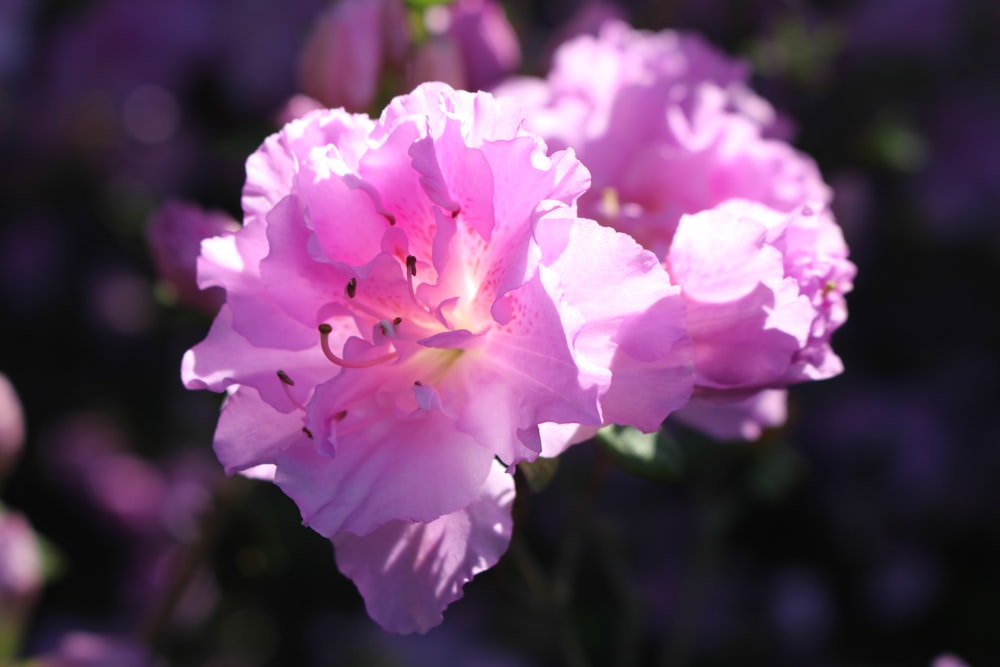 pink flower in tilt shift lens