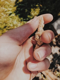 A Native American elder gently tending to traditional healing herbs in a sunlit garden.