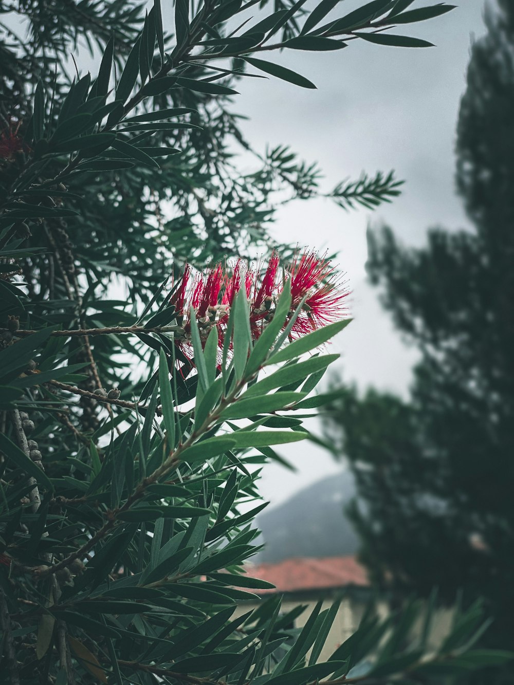 red flower in tilt shift lens