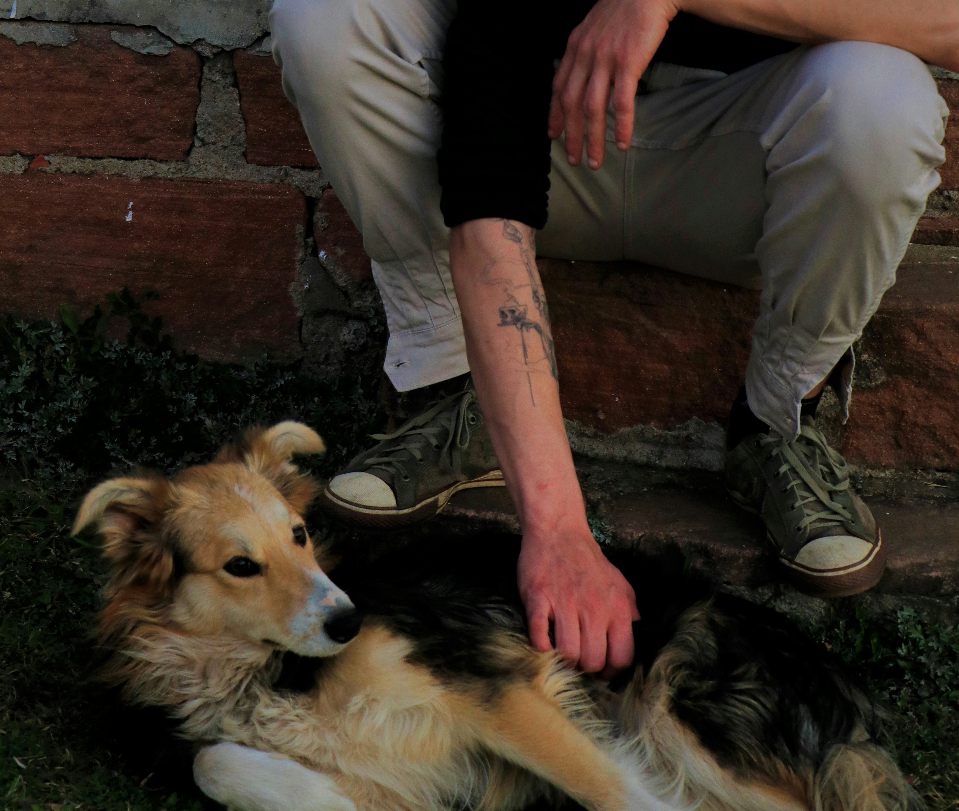 person in gray pants sitting beside brown and black long coated dog