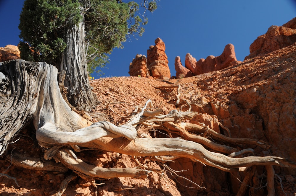 brown tree trunk on brown rock formation during daytime