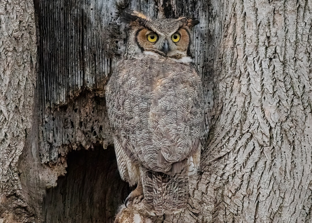 brown owl on brown tree trunk