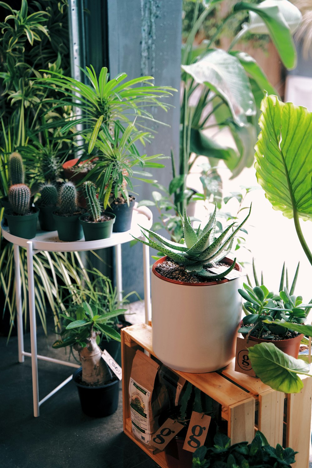 green plant on white ceramic pot