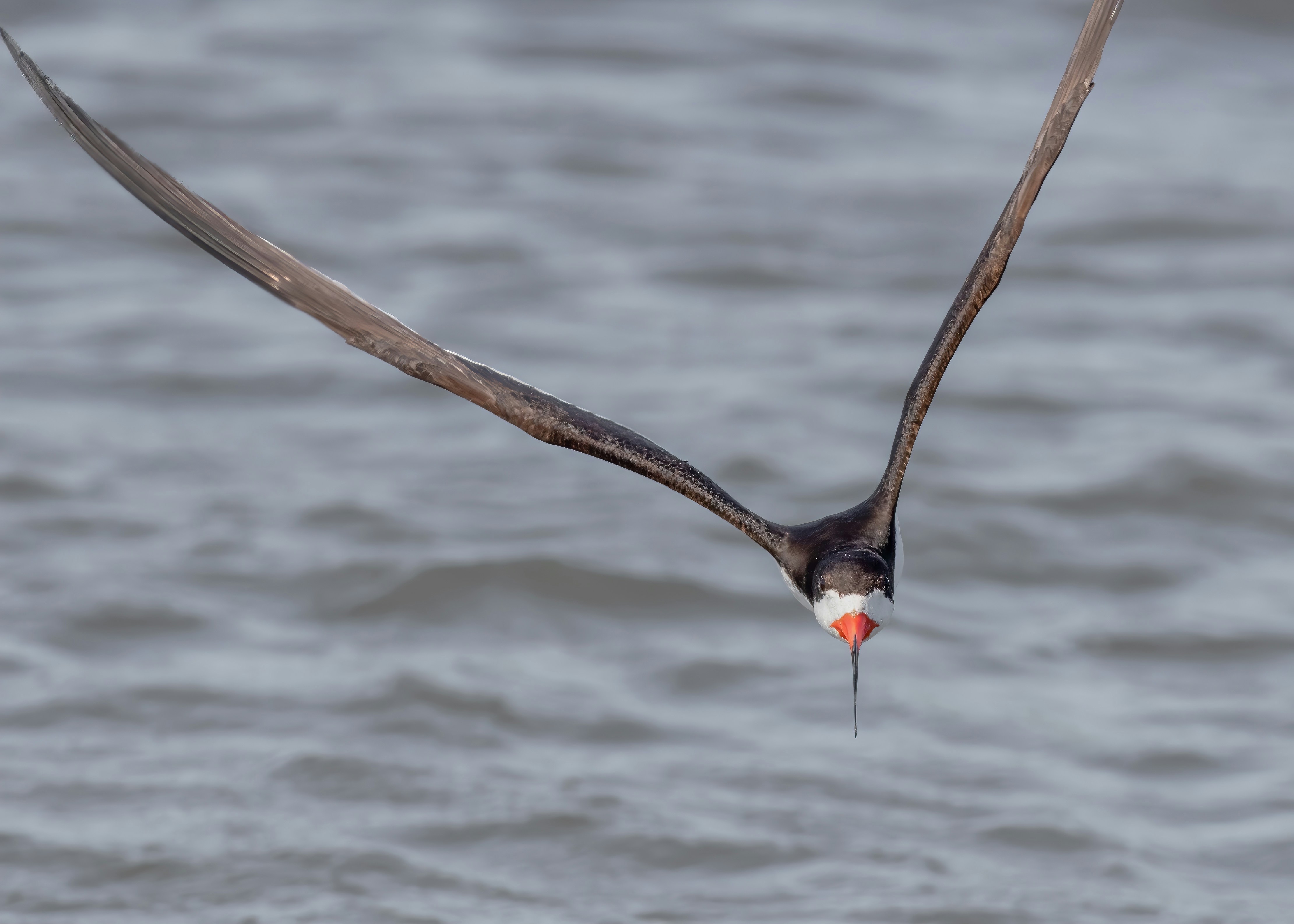 Brown and black bird flying over body of water during daytime photo ...