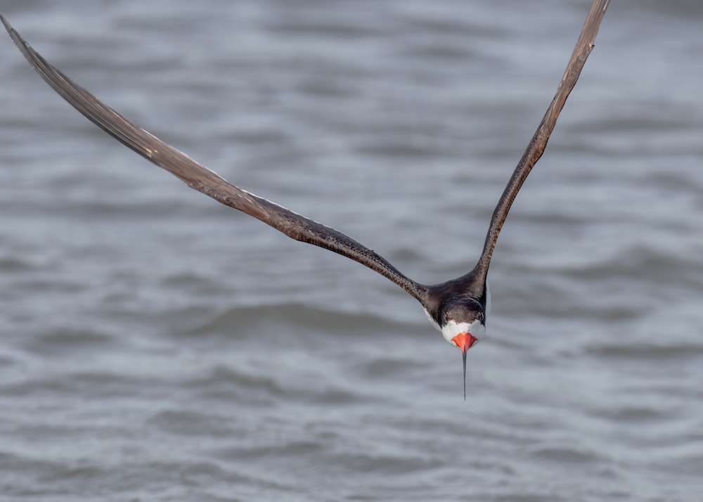 brown and black bird flying over body of water during daytime