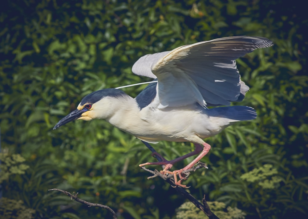 white and blue bird on brown tree branch during daytime