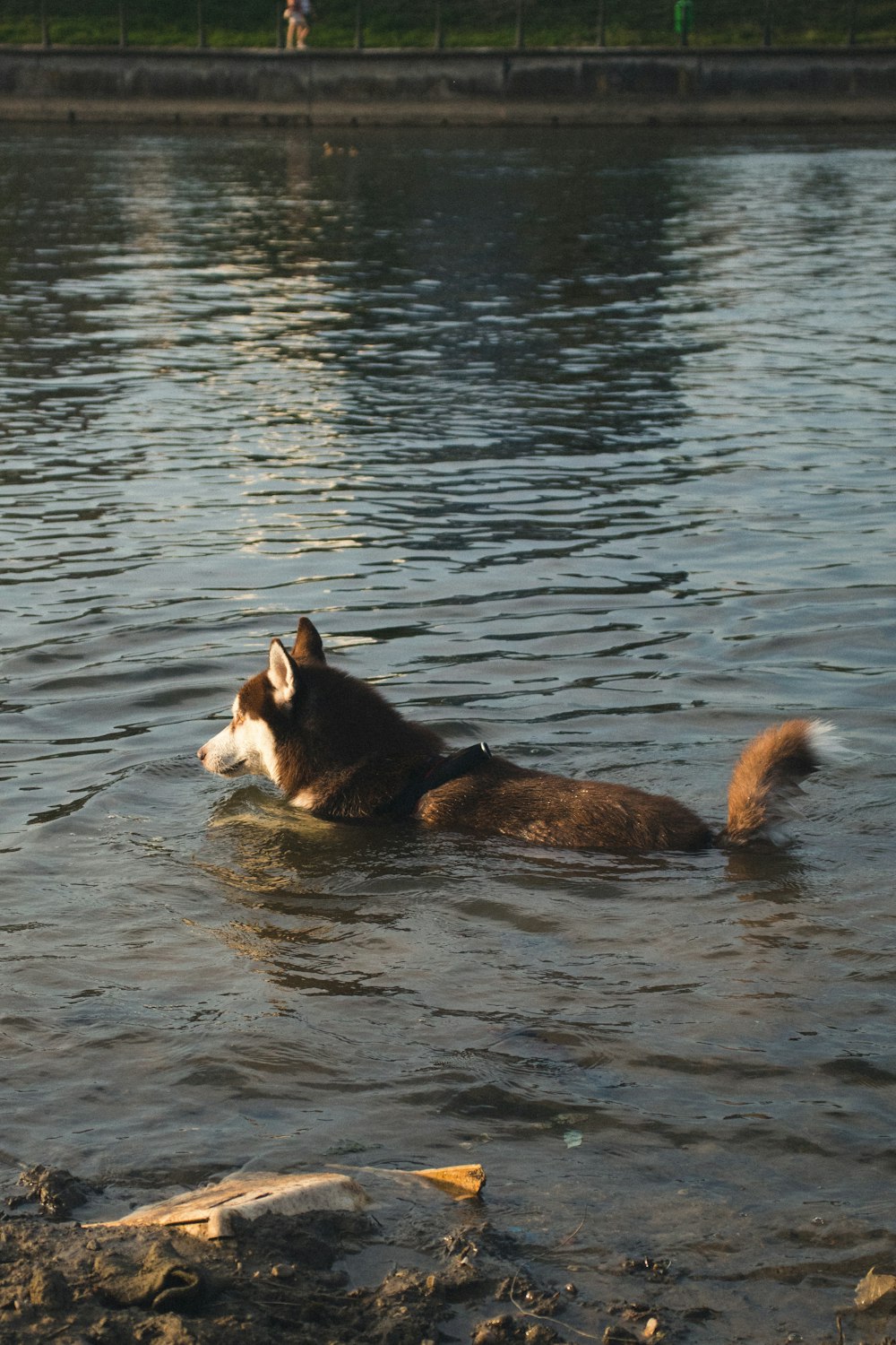 black and white siberian husky on water during daytime