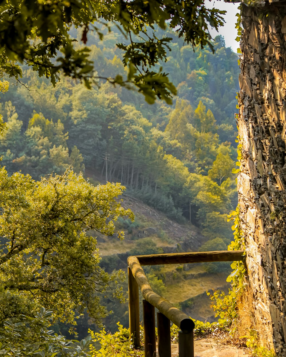 brown wooden fence near green trees during daytime