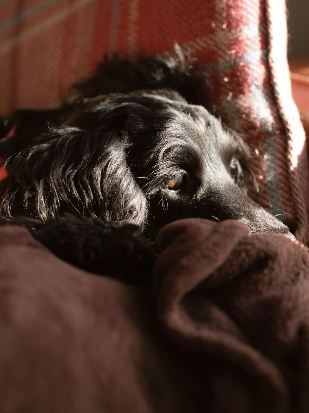 black long coated dog lying on brown textile