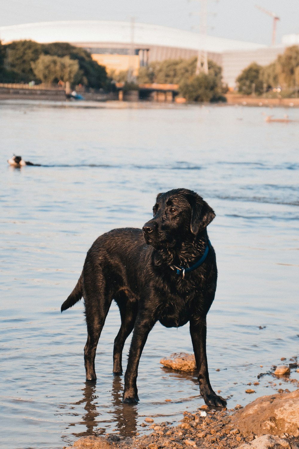 black labrador retriever on water during daytime