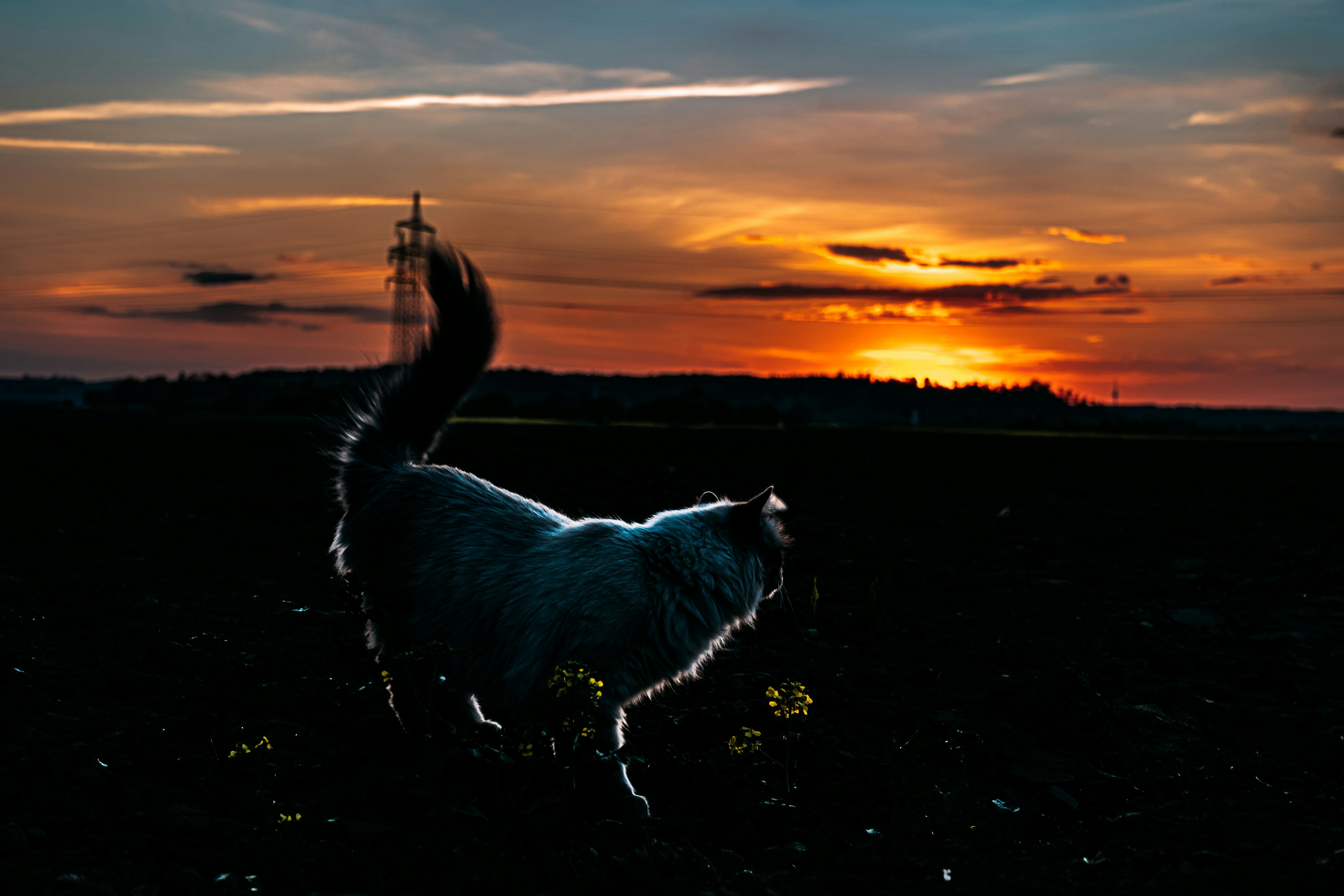 Hundesport im Landkreis Augsburg: Vereine, Angebote und Möglichkeiten
