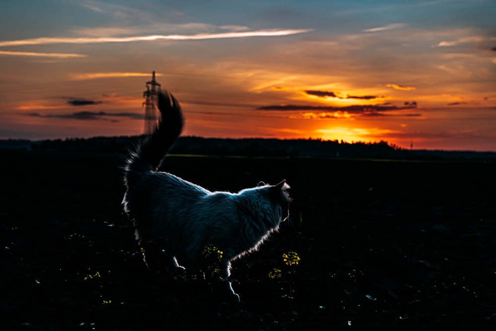 white wolf on black ground during sunset