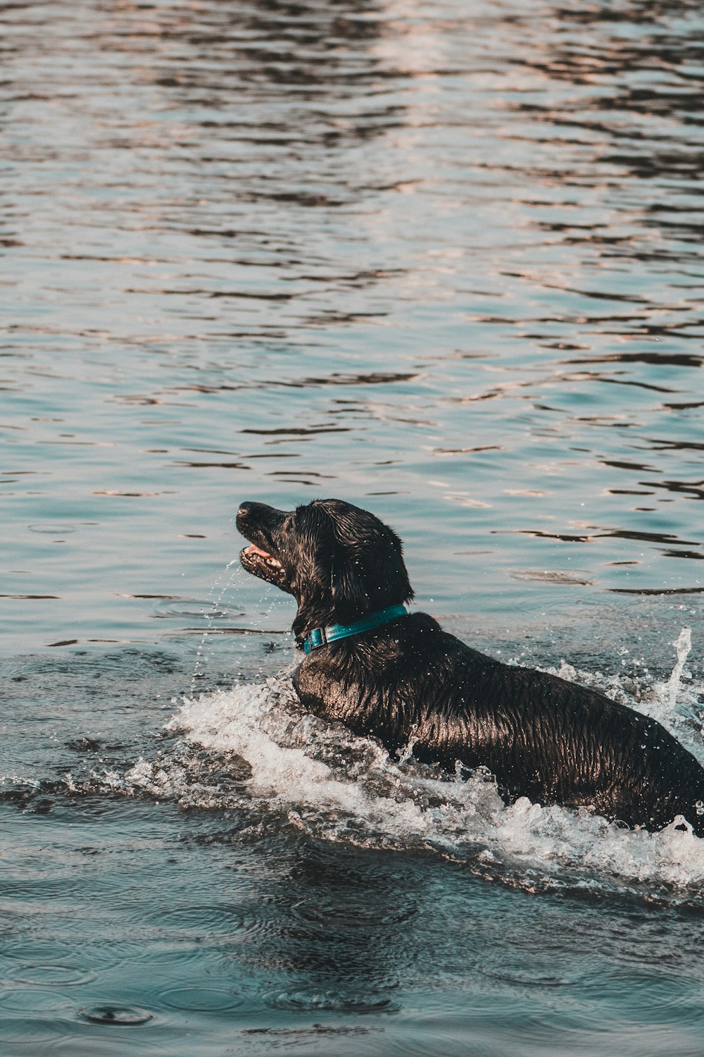 black labrador retriever on water during daytime