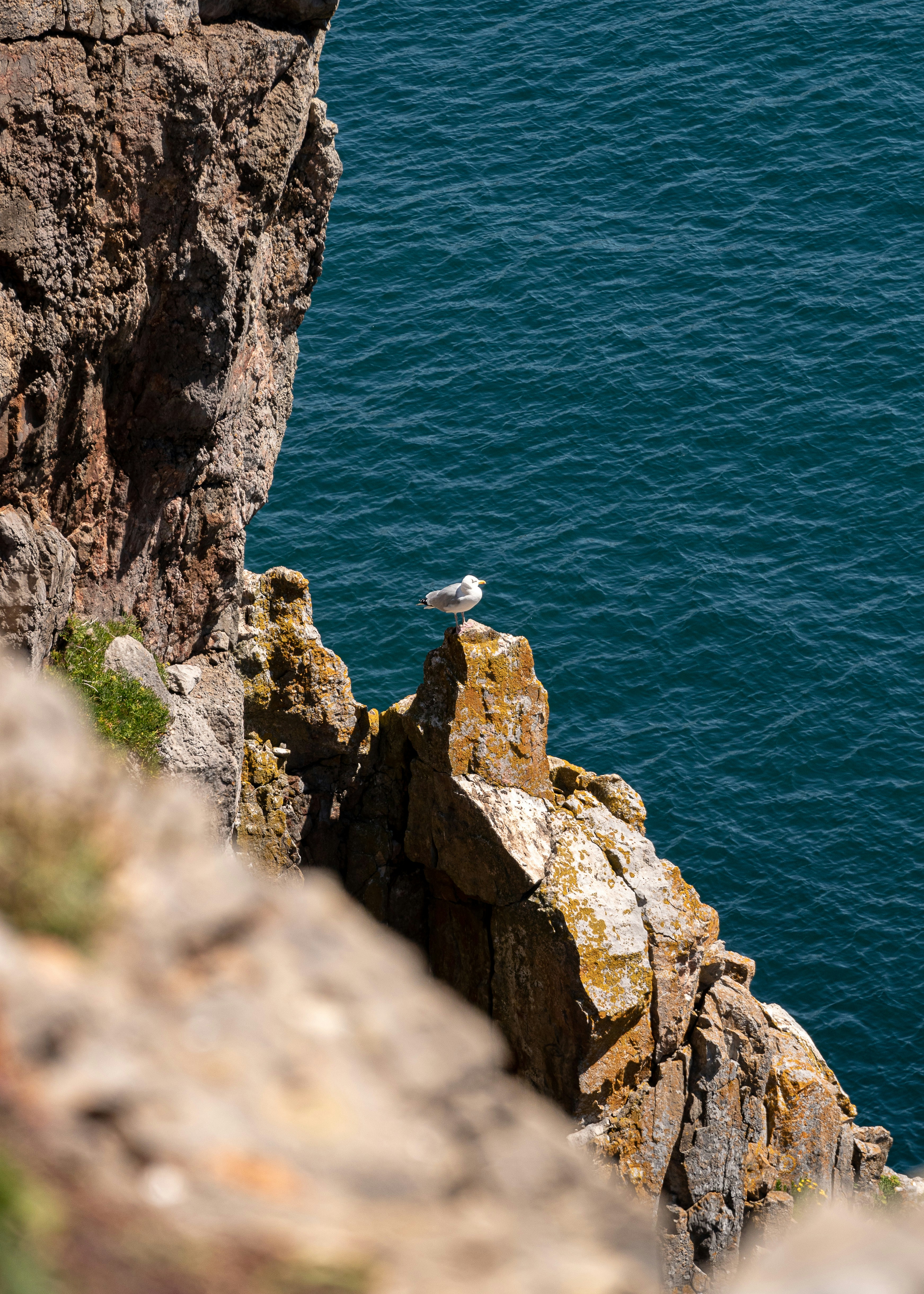 Pájaro blanco en una formación rocosa marrón cerca del Mar Azul durante el día