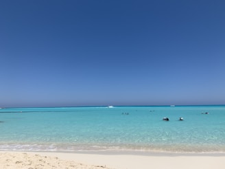 people on beach during daytime