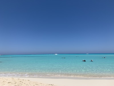 people on beach during daytime