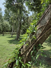 Volunteers planting trees in a lush green park.