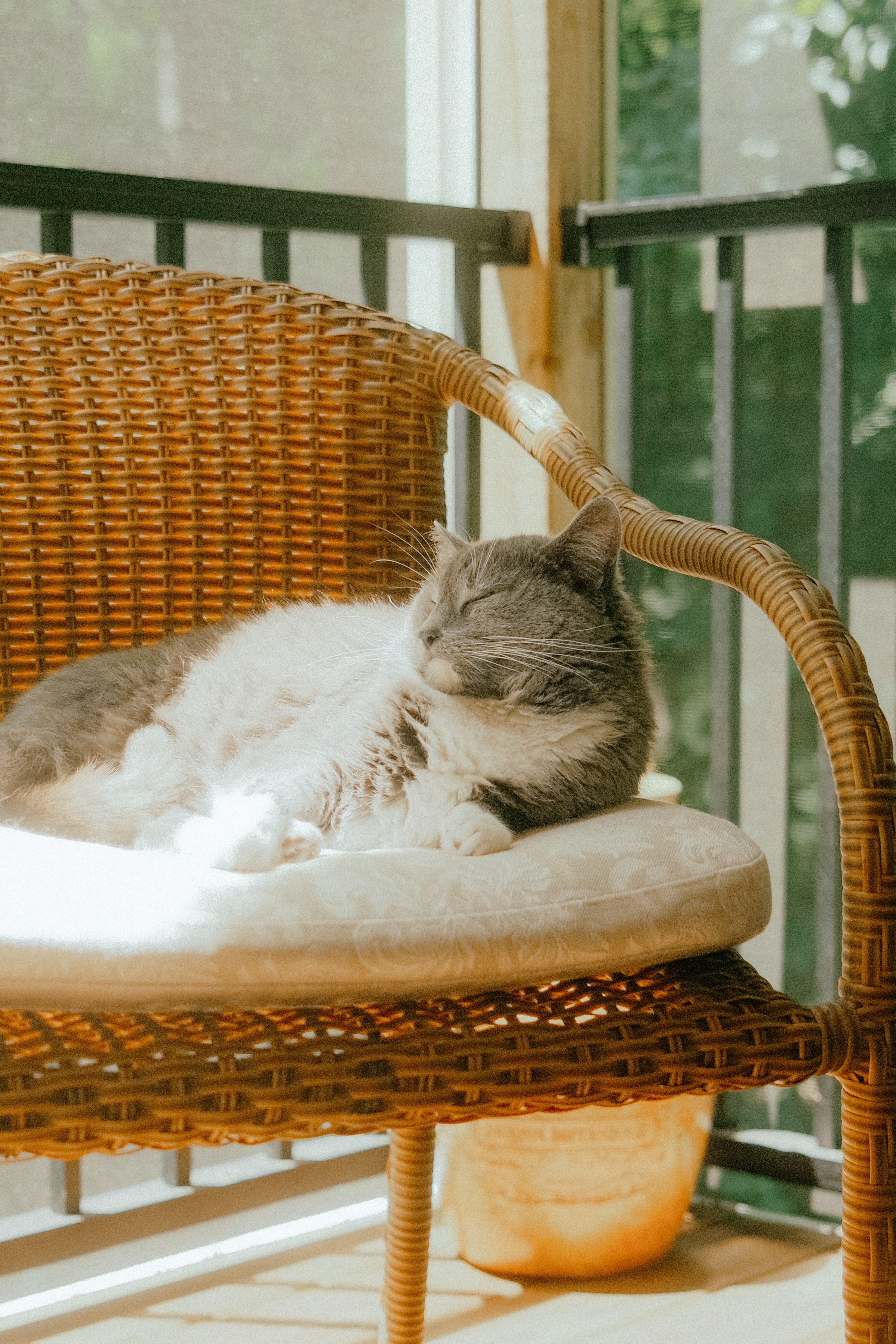 white and gray cat lying on brown woven chair