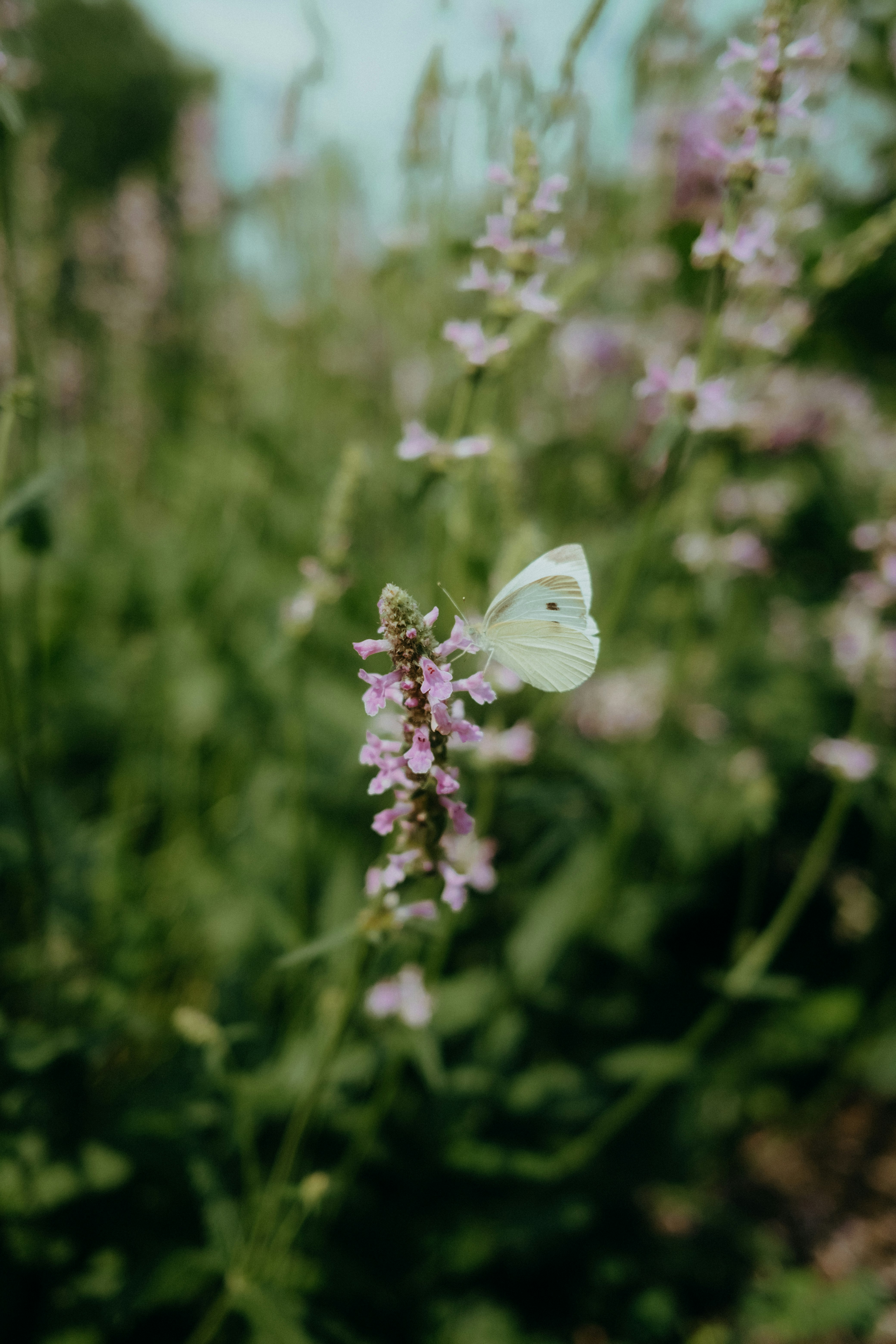 white butterfly perched on purple flower in close up photography during daytime