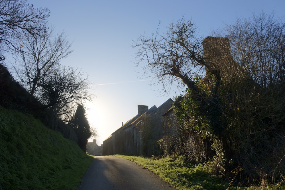 gray concrete road between green grass field and bare trees during daytime