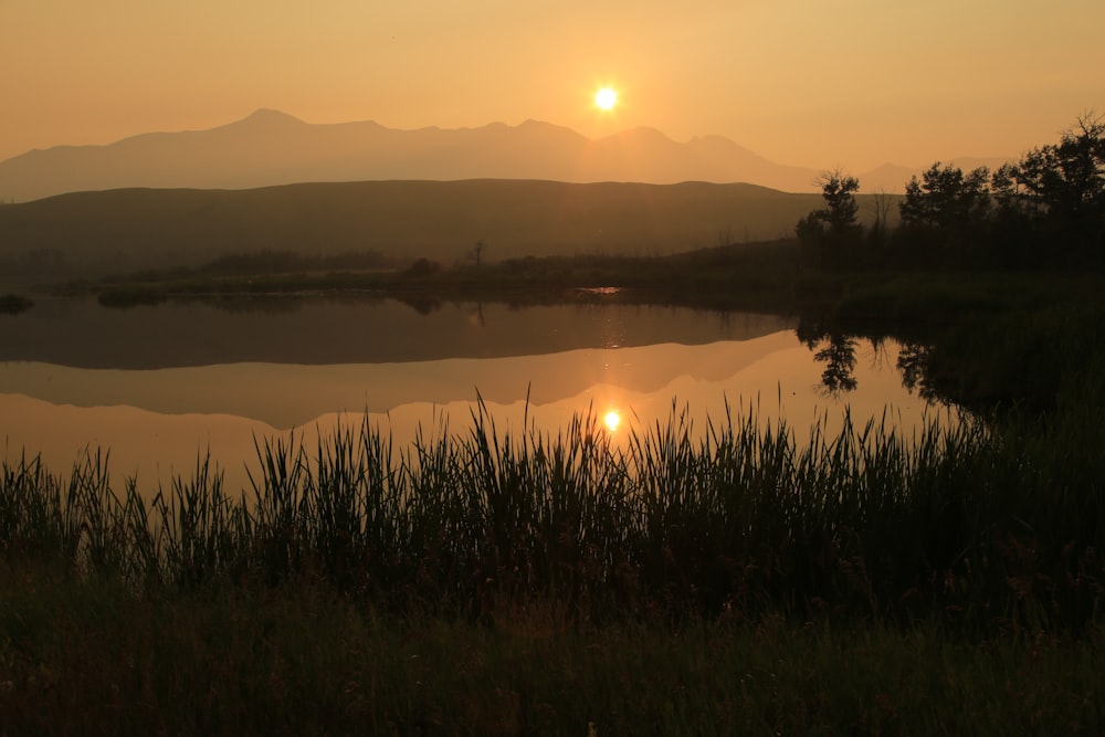 silhouette of grass near lake during sunset