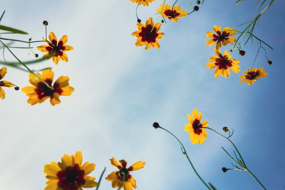 yellow flowers under white clouds