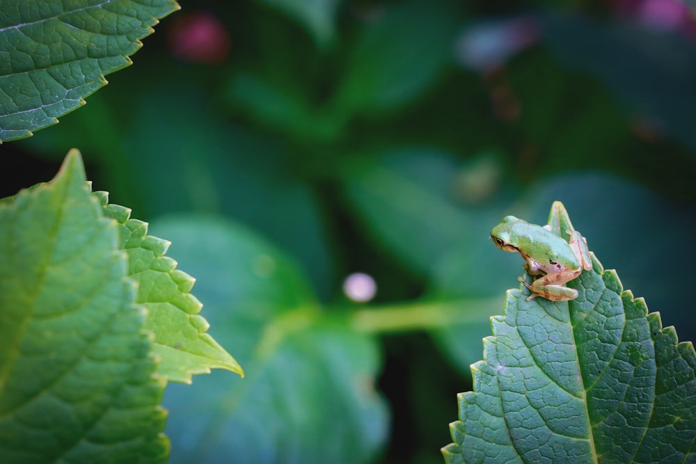 green frog on green leaf