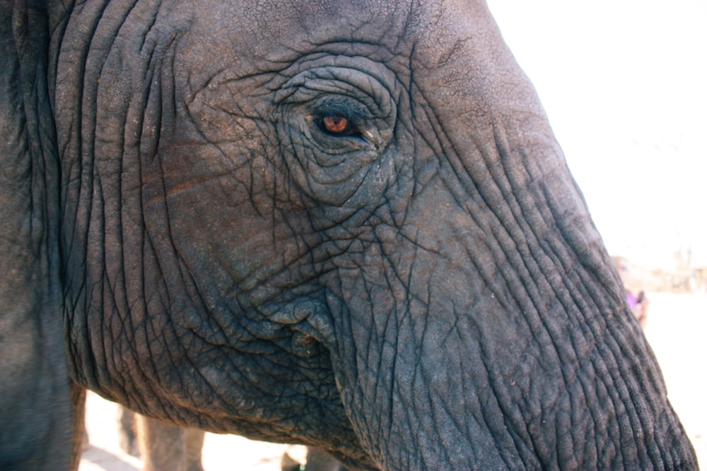 grey elephant in close up photography