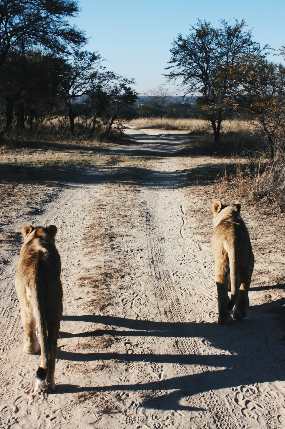 Oso pardo y blanco caminando por camino de tierra durante el día